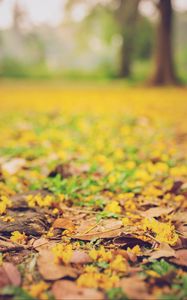 Preview wallpaper leaves, autumn, fallen, blur, yellow
