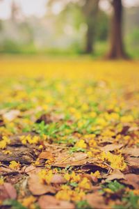 Preview wallpaper leaves, autumn, fallen, blur, yellow