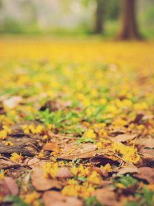 Preview wallpaper leaves, autumn, fallen, blur, yellow