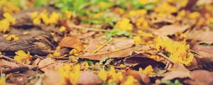 Preview wallpaper leaves, autumn, fallen, blur, yellow
