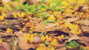 Preview wallpaper leaves, autumn, fallen, blur, yellow