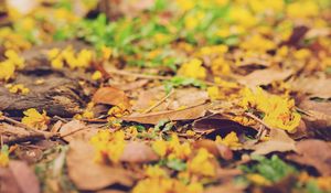 Preview wallpaper leaves, autumn, fallen, blur, yellow