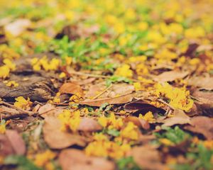 Preview wallpaper leaves, autumn, fallen, blur, yellow