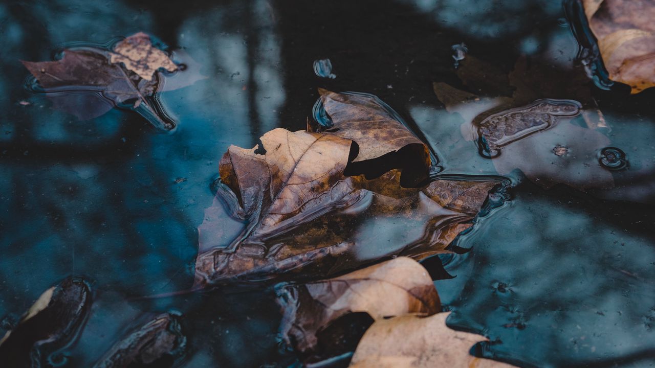 Wallpaper leaves, autumn, fallen, water, macro