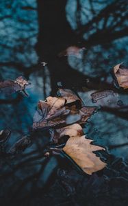 Preview wallpaper leaves, autumn, fallen, water, macro