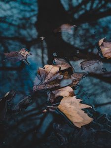 Preview wallpaper leaves, autumn, fallen, water, macro