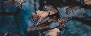 Preview wallpaper leaves, autumn, fallen, water, macro