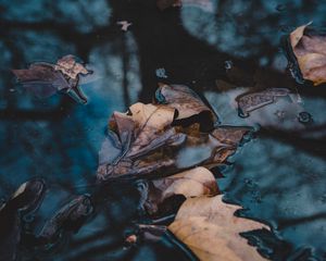 Preview wallpaper leaves, autumn, fallen, water, macro