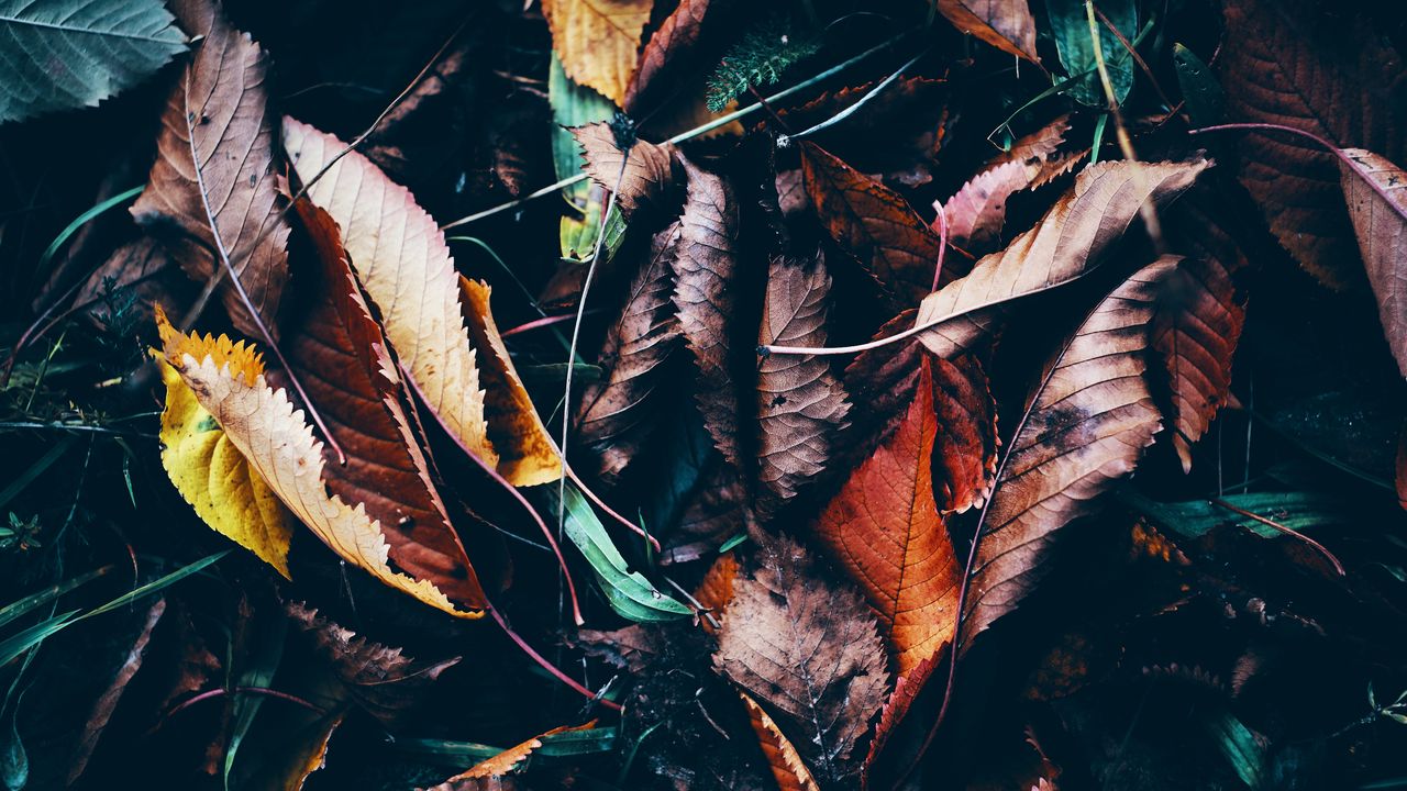 Wallpaper leaves, autumn, fallen, wet, grass