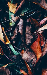 Preview wallpaper leaves, autumn, fallen, wet, grass