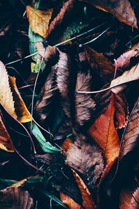 Preview wallpaper leaves, autumn, fallen, wet, grass