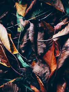 Preview wallpaper leaves, autumn, fallen, wet, grass