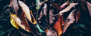 Preview wallpaper leaves, autumn, fallen, wet, grass