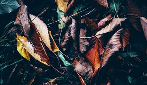 Preview wallpaper leaves, autumn, fallen, wet, grass