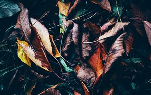 Preview wallpaper leaves, autumn, fallen, wet, grass