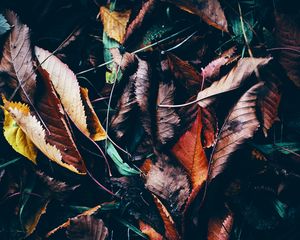 Preview wallpaper leaves, autumn, fallen, wet, grass