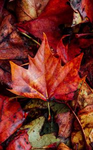 Preview wallpaper leaves, autumn, fallen, dry
