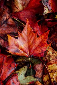 Preview wallpaper leaves, autumn, fallen, dry