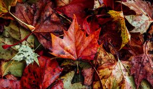 Preview wallpaper leaves, autumn, fallen, dry