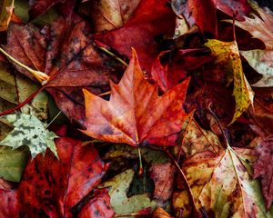 Preview wallpaper leaves, autumn, fallen, dry