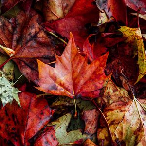Preview wallpaper leaves, autumn, fallen, dry