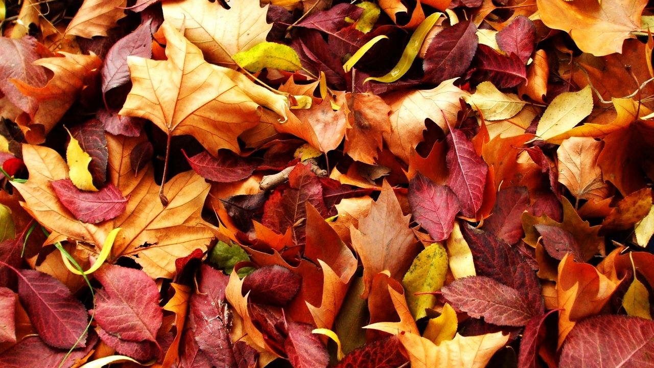 Wallpaper leaves, autumn, fallen