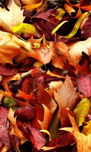 Preview wallpaper leaves, autumn, fallen