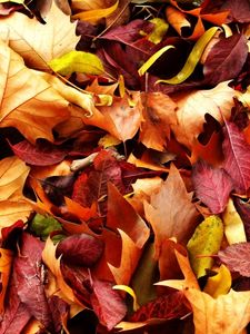 Preview wallpaper leaves, autumn, fallen