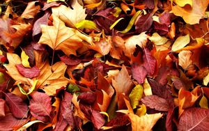 Preview wallpaper leaves, autumn, fallen