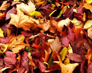 Preview wallpaper leaves, autumn, fallen