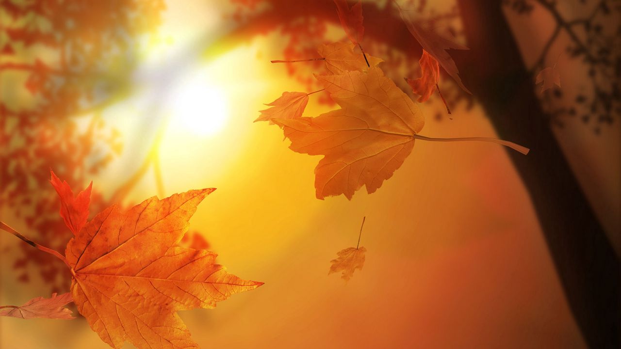 Wallpaper leaves, autumn, flight, maple, sun