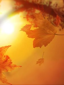 Preview wallpaper leaves, autumn, flight, maple, sun