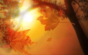 Preview wallpaper leaves, autumn, flight, maple, sun