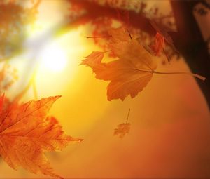 Preview wallpaper leaves, autumn, flight, maple, sun