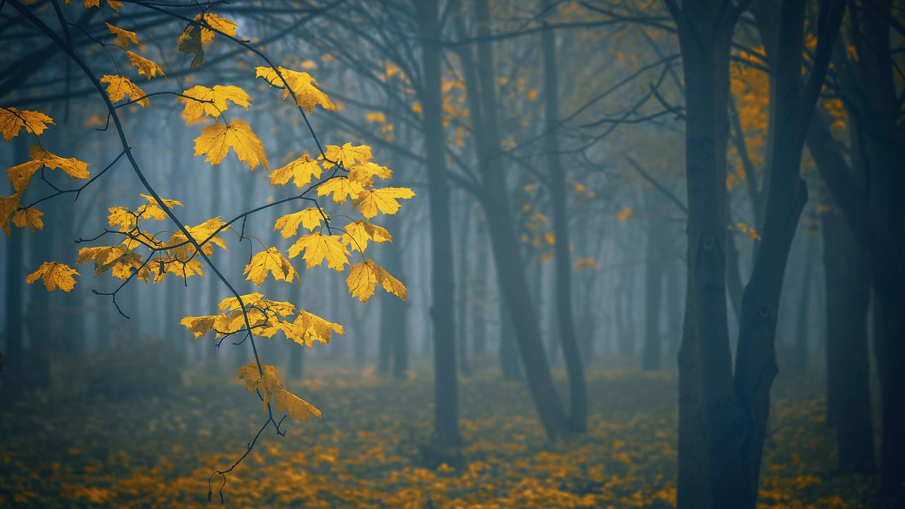 Wallpaper leaves, autumn, fog, trees