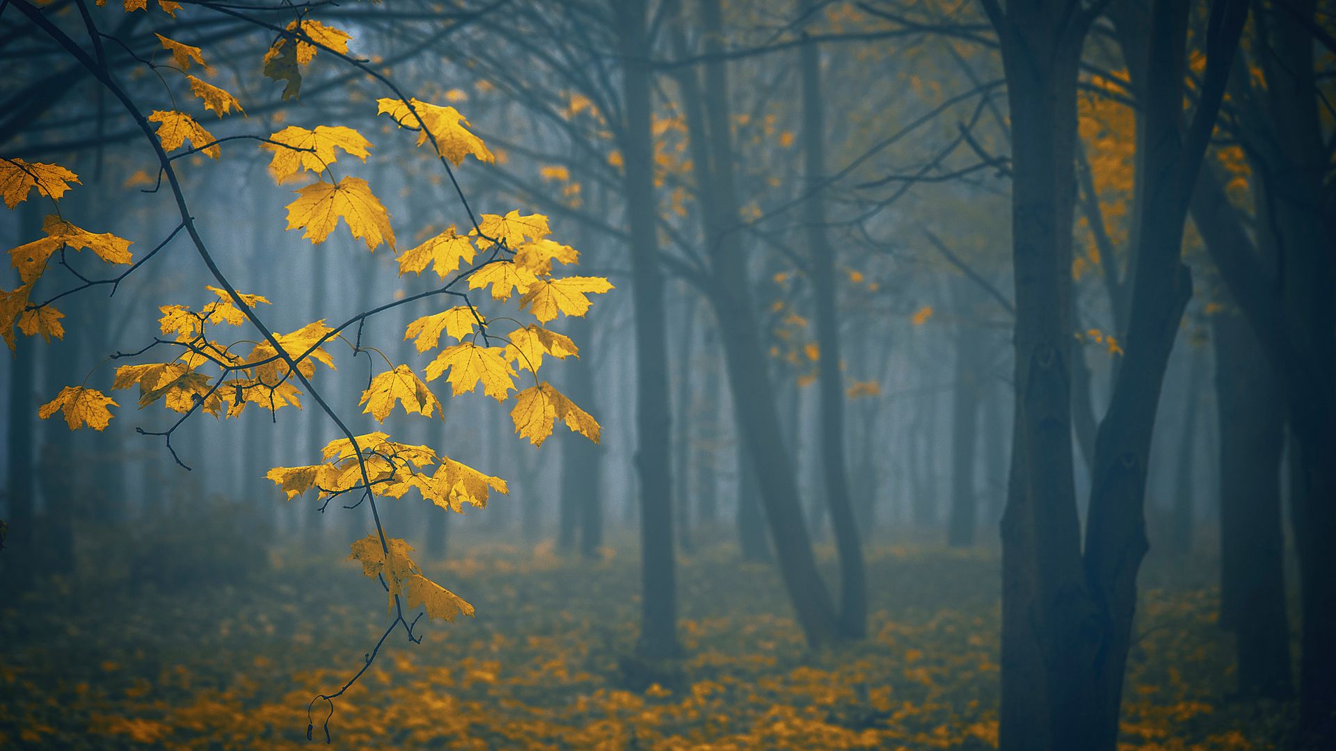 Download wallpaper 1920x1080 leaves, autumn, fog, trees full hd, hdtv, fhd, 1080p  hd background