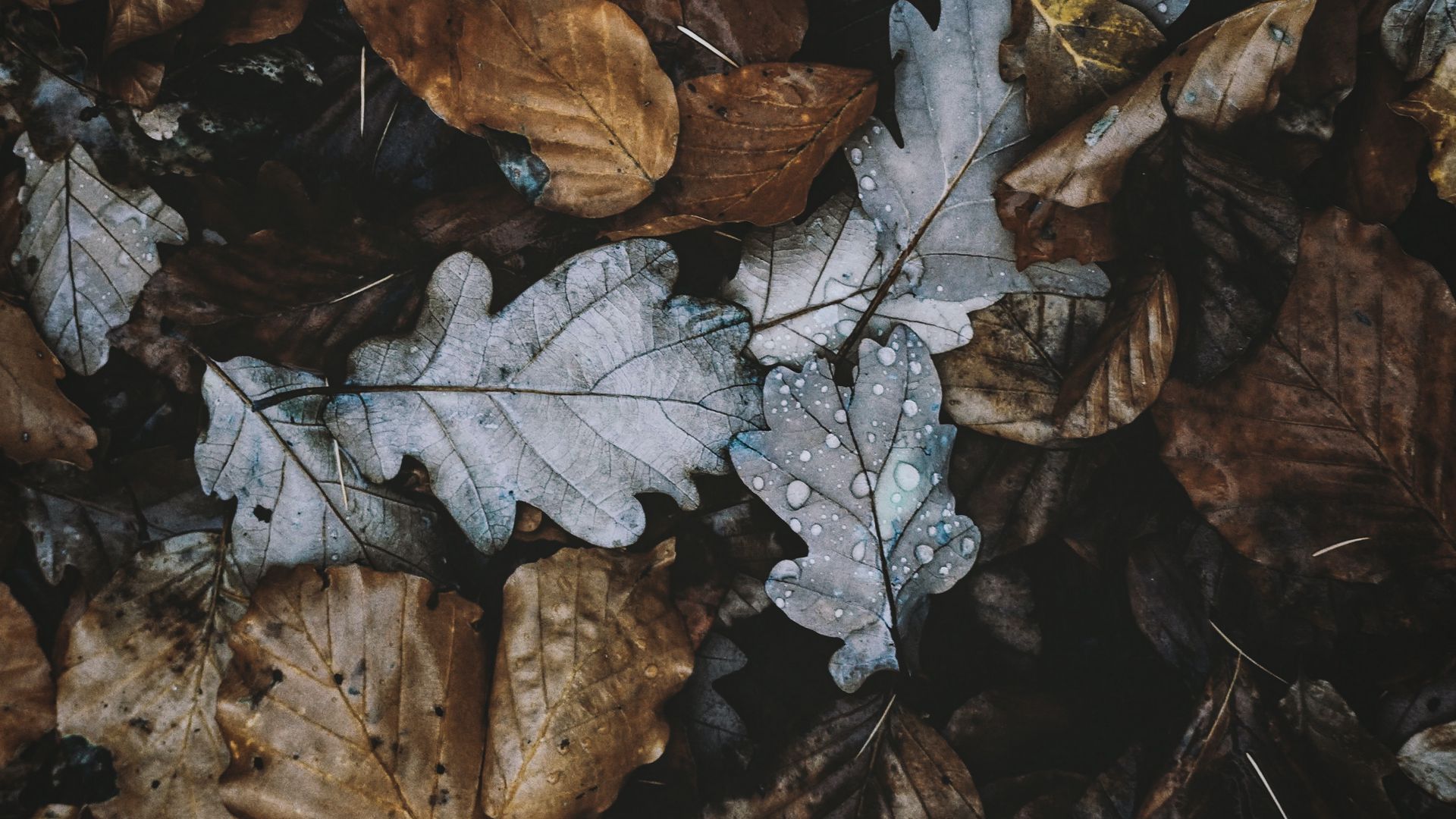 Download wallpaper 1920x1080 leaves, autumn, foliage, dry full hd, hdtv ...