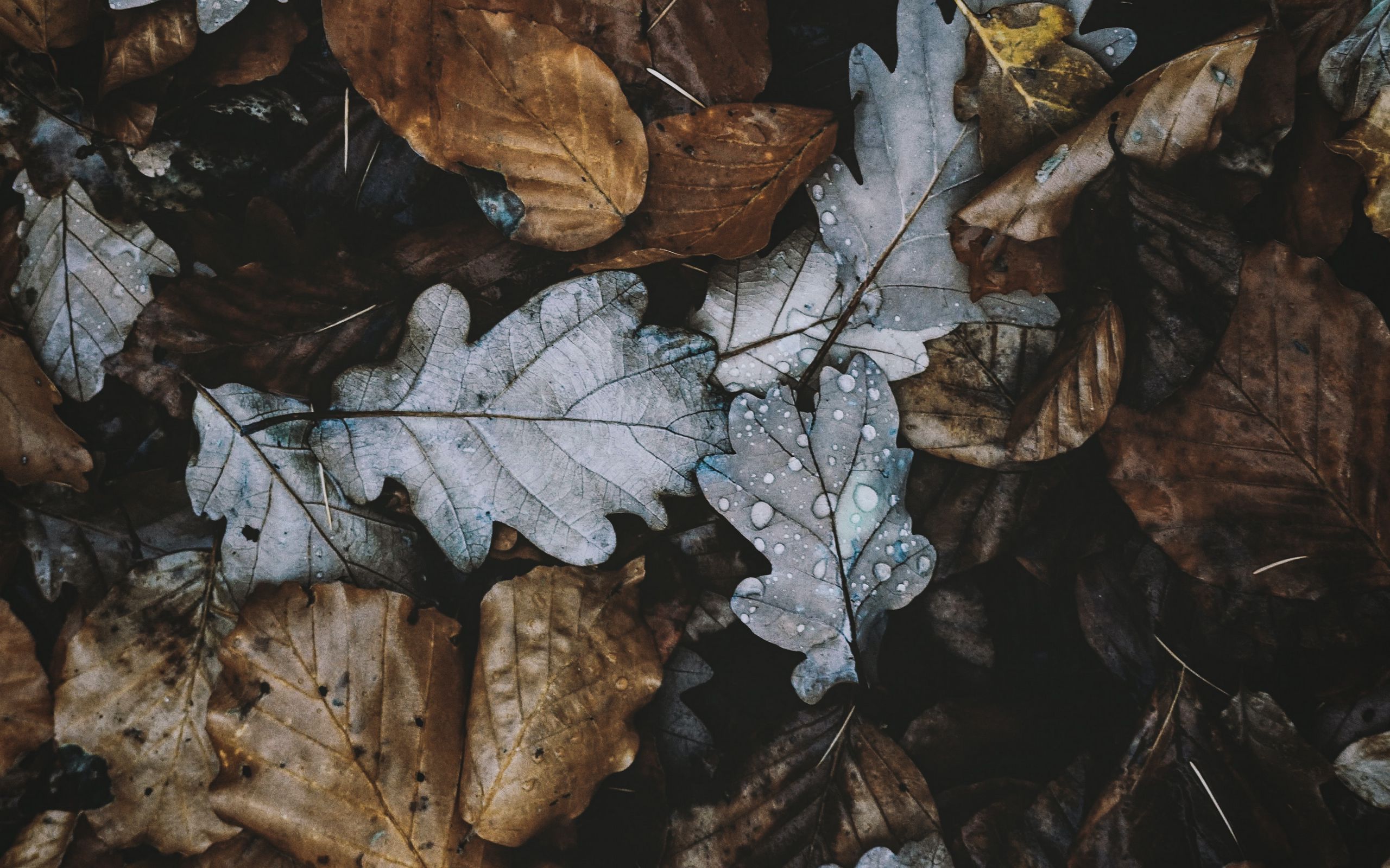 Download wallpaper 2560x1600 leaves, autumn, foliage, dry widescreen 16 ...