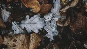 Preview wallpaper leaves, autumn, foliage, dry