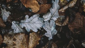 Preview wallpaper leaves, autumn, foliage, dry
