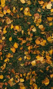 Preview wallpaper leaves, autumn, grass