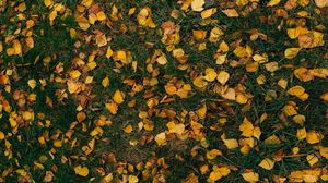 Preview wallpaper leaves, autumn, grass