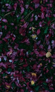 Preview wallpaper leaves, autumn, grass, fallen, autumn colors