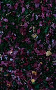 Preview wallpaper leaves, autumn, grass, fallen, autumn colors