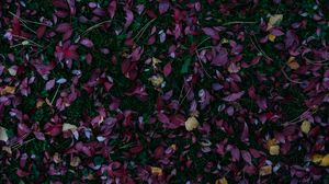 Preview wallpaper leaves, autumn, grass, fallen, autumn colors