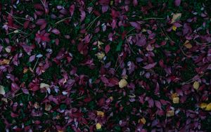 Preview wallpaper leaves, autumn, grass, fallen, autumn colors