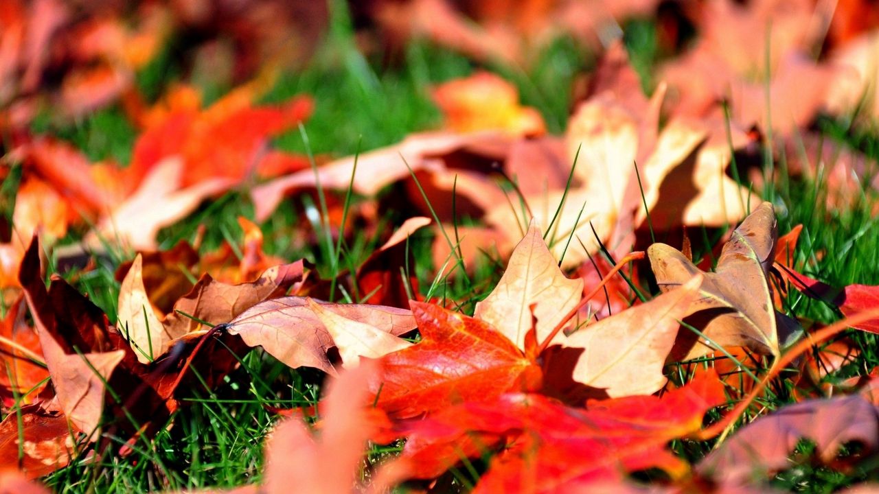 Wallpaper leaves, autumn, grass, lawn, greens, maple