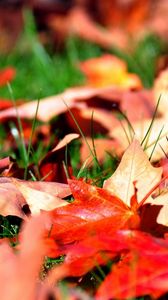 Preview wallpaper leaves, autumn, grass, lawn, greens, maple