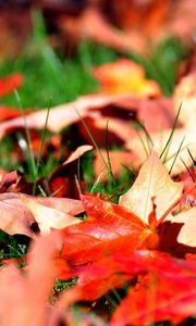 Preview wallpaper leaves, autumn, grass, lawn, greens, maple