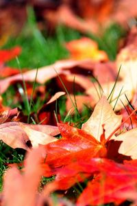 Preview wallpaper leaves, autumn, grass, lawn, greens, maple